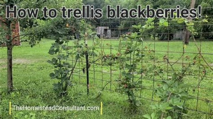 Do you need a trellis for blueberries?