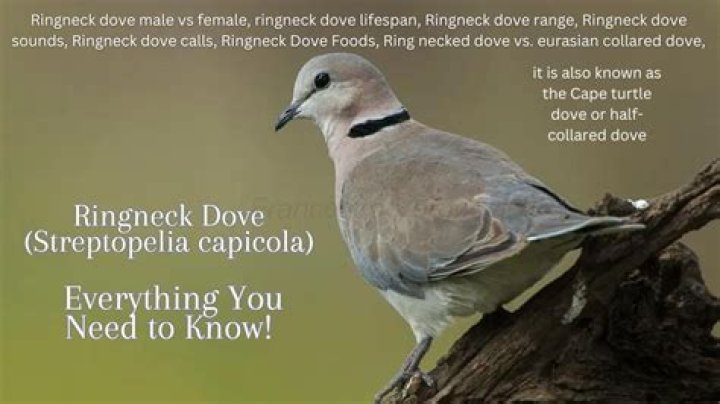 How do you take care of a ringneck dove?