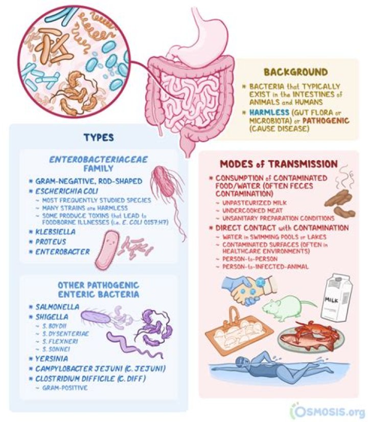 What is meant by the term enteric pathogen quizlet?